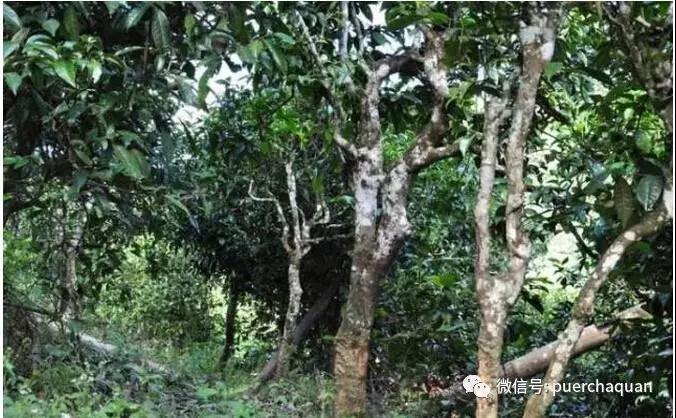 美乳霜有没有国产成人a区在线观看，揭秘美容界的新宠与科学真相